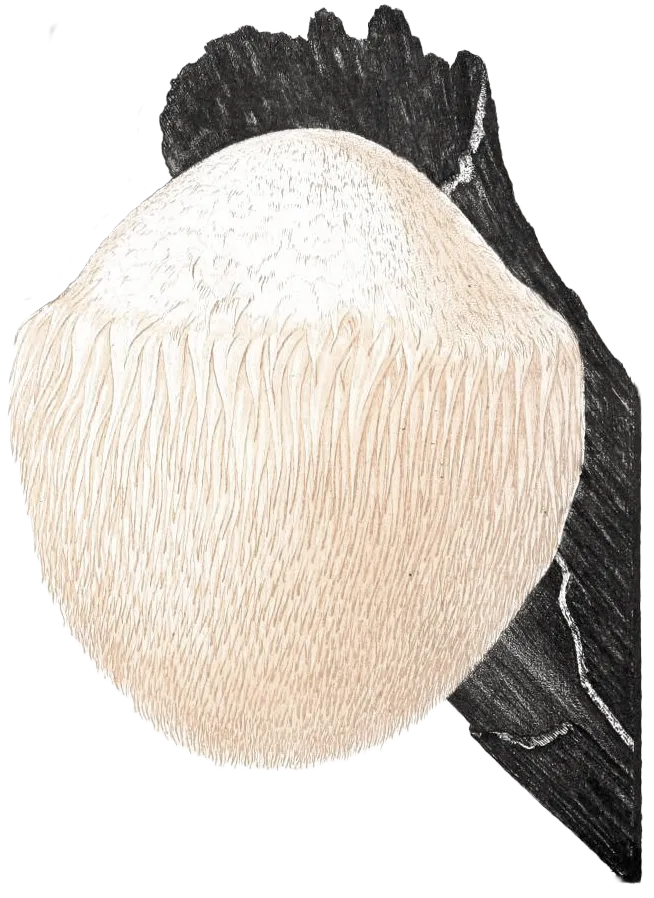 illustration of a lion's mane mushroom